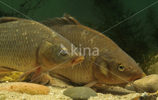 Karper (Cyprinus carpio)