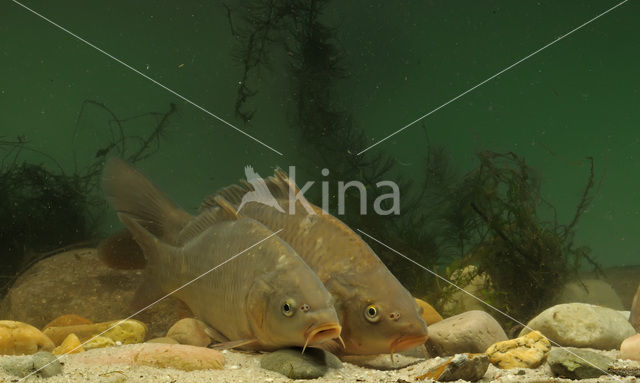 Karper (Cyprinus carpio)