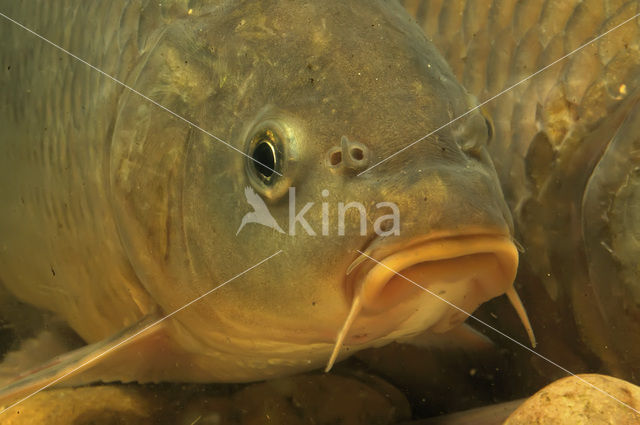 Karper (Cyprinus carpio)