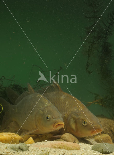 Common Carp (Cyprinus carpio)