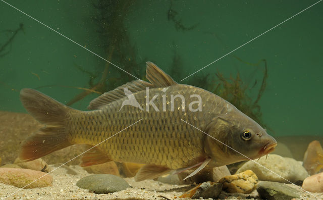 Common Carp (Cyprinus carpio)