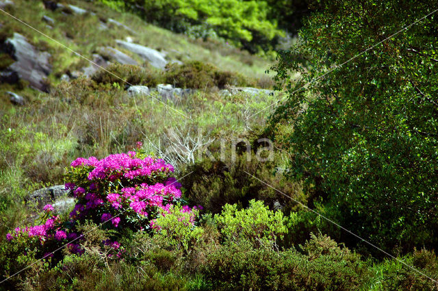 Killarney National Park