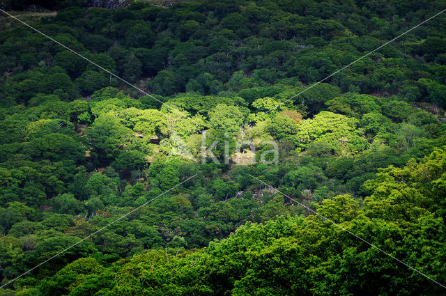 Killarney National Park