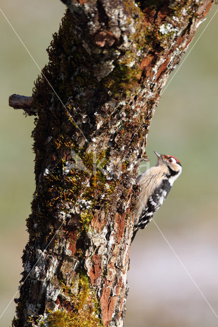 Kleine Bonte Specht (Picoides minor)