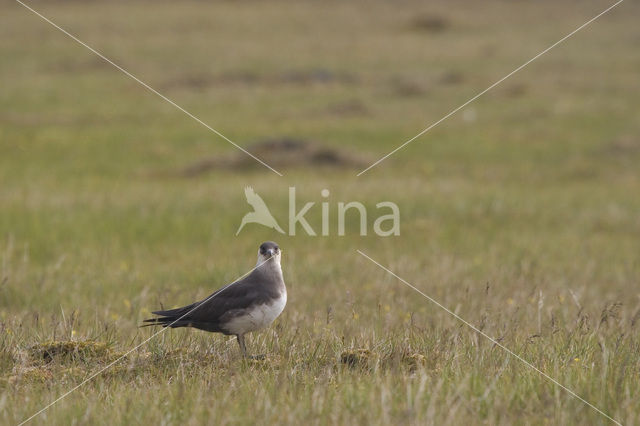 Parasitic Jaeger (Stercorarius parasiticus)