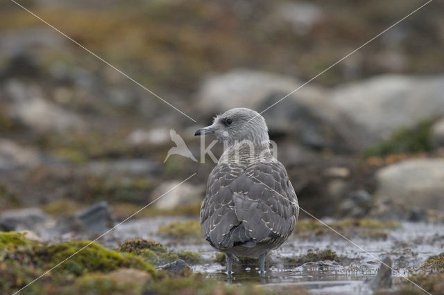 Parasitic Jaeger (Stercorarius parasiticus)