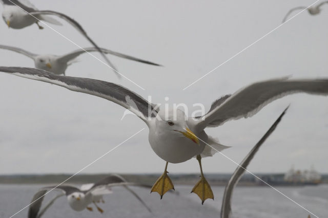 Lesser Black-backed Gull (Larus fuscus)