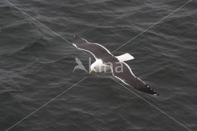 Lesser Black-backed Gull (Larus fuscus)