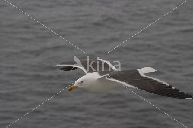 Lesser Black-backed Gull (Larus fuscus)