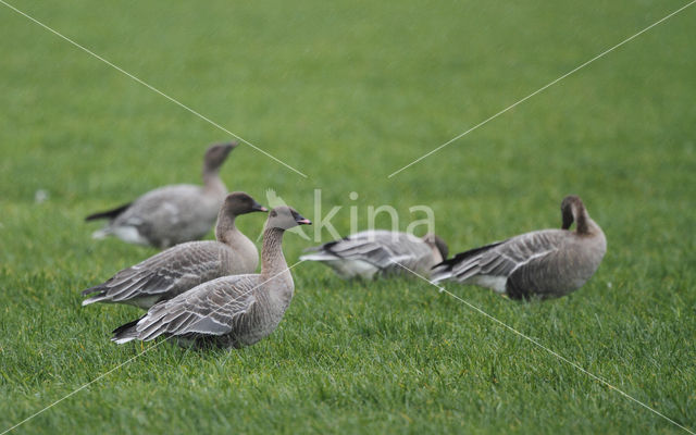 Kleine Rietgans (Anser brachyrhynchus)