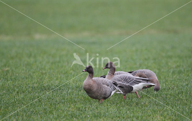 Pink-footed Goose (Anser brachyrhynchus)