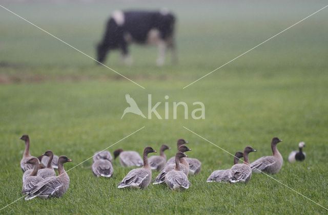 Kleine Rietgans (Anser brachyrhynchus)
