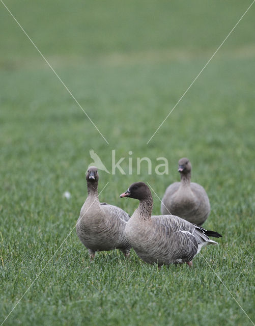 Kleine Rietgans (Anser brachyrhynchus)