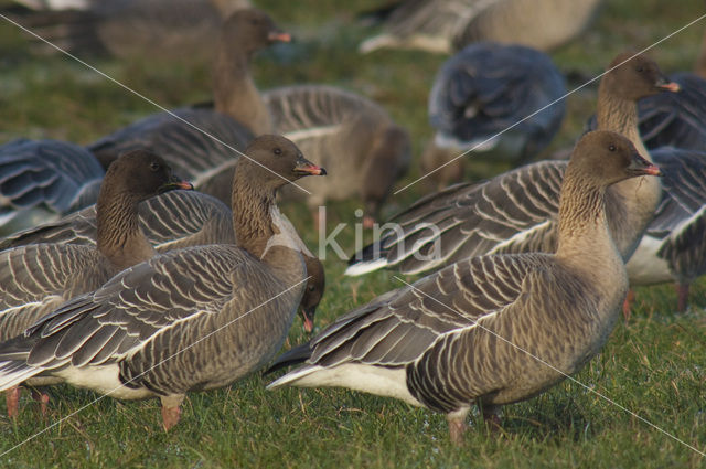 Pink-footed Goose (Anser brachyrhynchus)