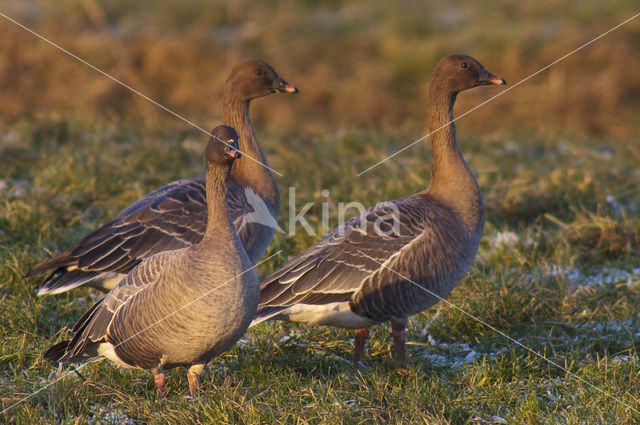 Pink-footed Goose (Anser brachyrhynchus)