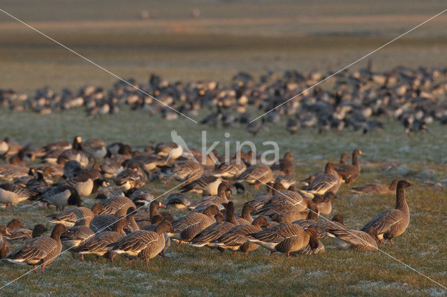 Kleine Rietgans (Anser brachyrhynchus)