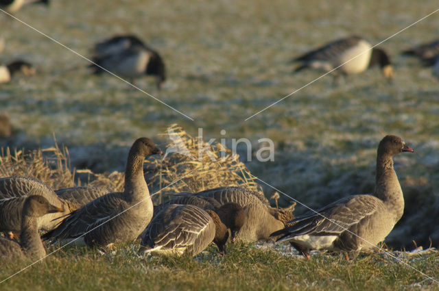 Pink-footed Goose (Anser brachyrhynchus)