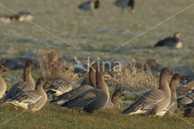 Pink-footed Goose (Anser brachyrhynchus)