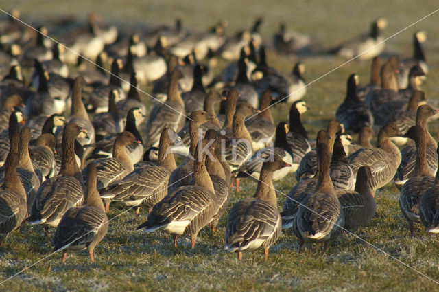 Pink-footed Goose (Anser brachyrhynchus)