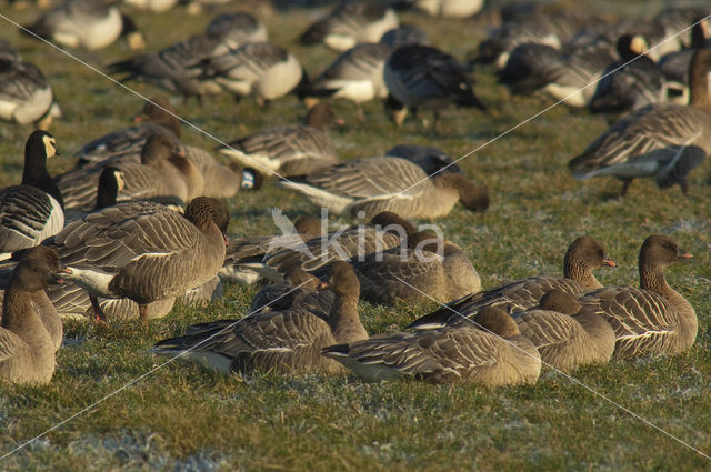 Pink-footed Goose (Anser brachyrhynchus)