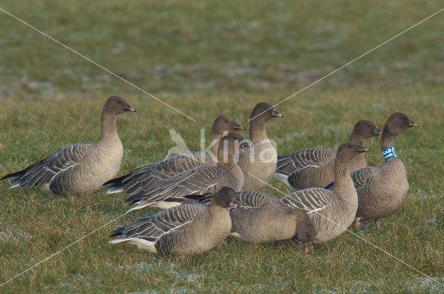 Pink-footed Goose (Anser brachyrhynchus)