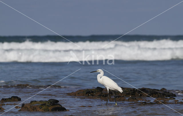 Kleine Zilverreiger (Egretta garzetta)