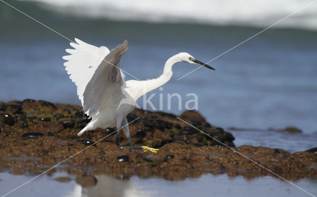 Kleine Zilverreiger (Egretta garzetta)