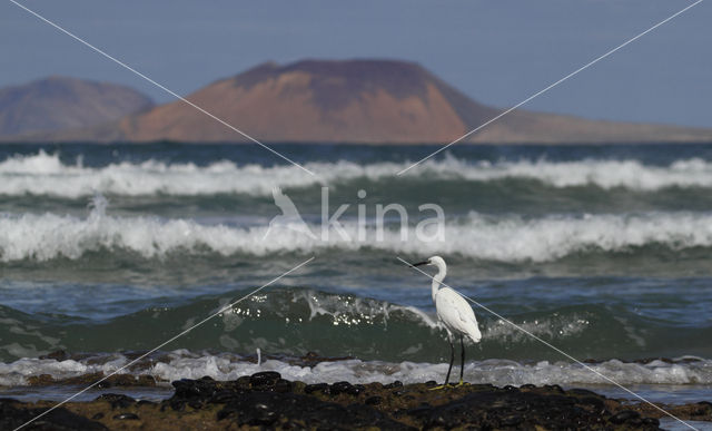 Little Egret (Egretta garzetta)