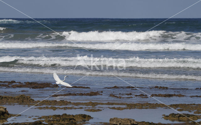 Kleine Zilverreiger (Egretta garzetta)