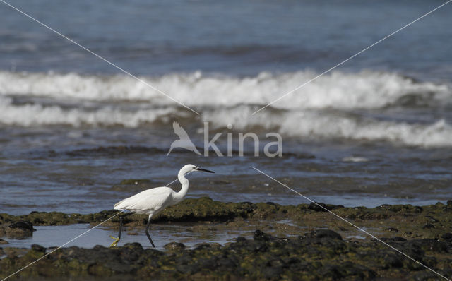 Little Egret (Egretta garzetta)