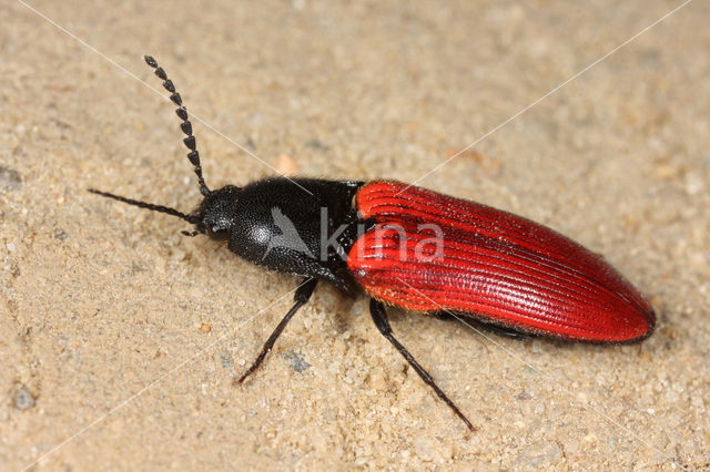 click beetle (Ampedus sp.)