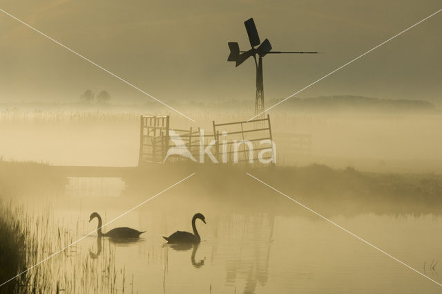 Knobbelzwaan (Cygnus olor)