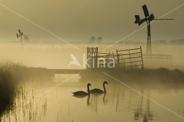 Mute Swan (Cygnus olor)