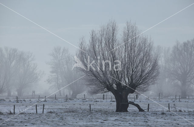 Knotwilg (Salix alba)