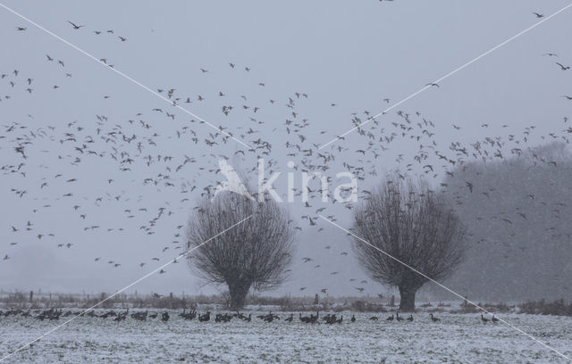 Knotwilg (Salix alba)