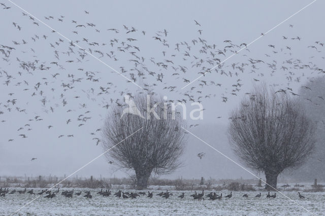 Knotwilg (Salix alba)