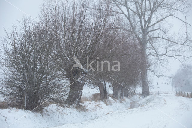 Knotwilg (Salix alba)