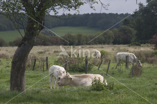 Cow (Bos domesticus)