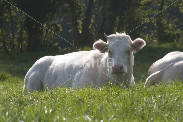 Koe (Bos domesticus)