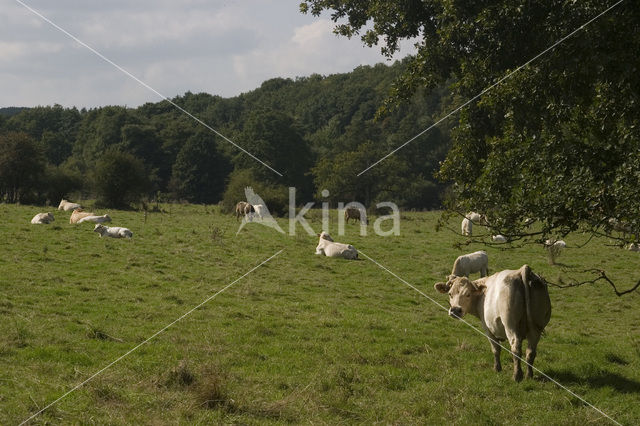 Koe (Bos domesticus)