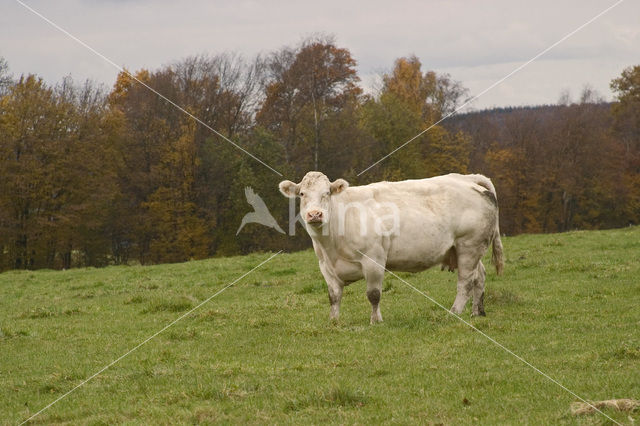 Cow (Bos domesticus)