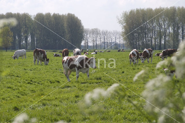 Cow (Bos domesticus)