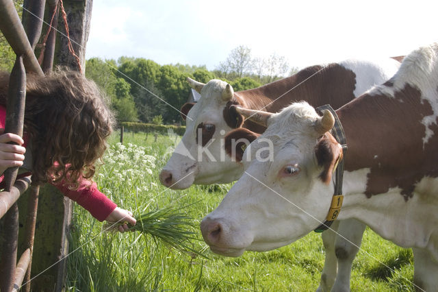 Cow (Bos domesticus)