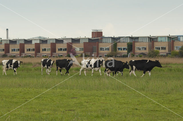 Cow (Bos domesticus)