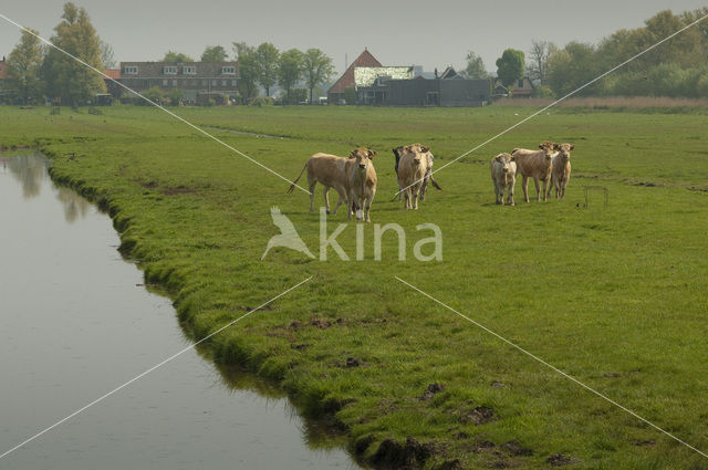 Koe (Bos domesticus)