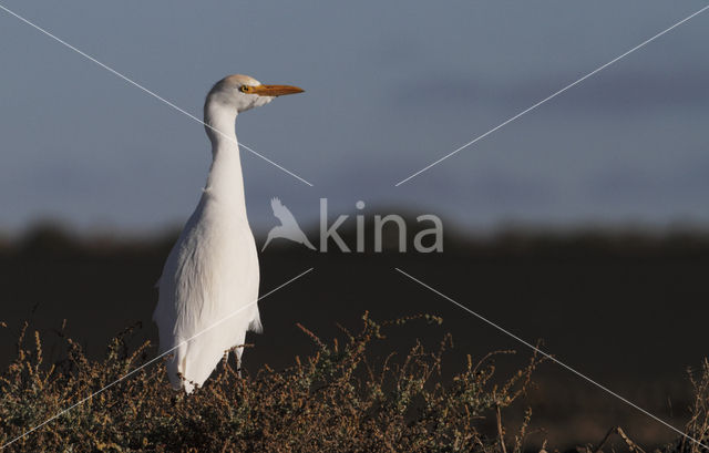 Koereiger (Bubulcus ibis)