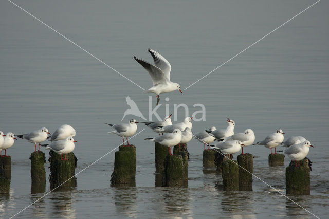 Black-headed Gull (Larus ridibundus)