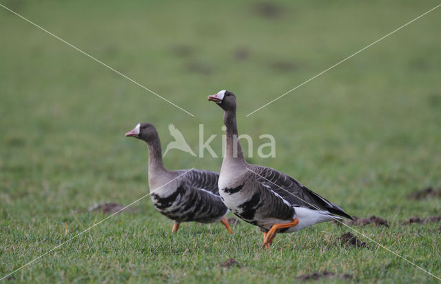 White-fronted goose (Anser albifrons)