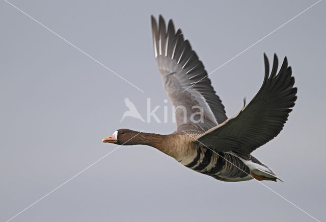 White-fronted goose (Anser albifrons)