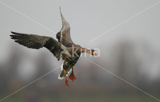 White-fronted goose (Anser albifrons)